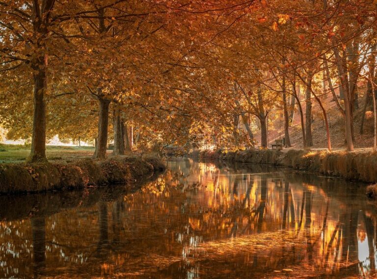 fruto de las palmeras su nombre significa dedo