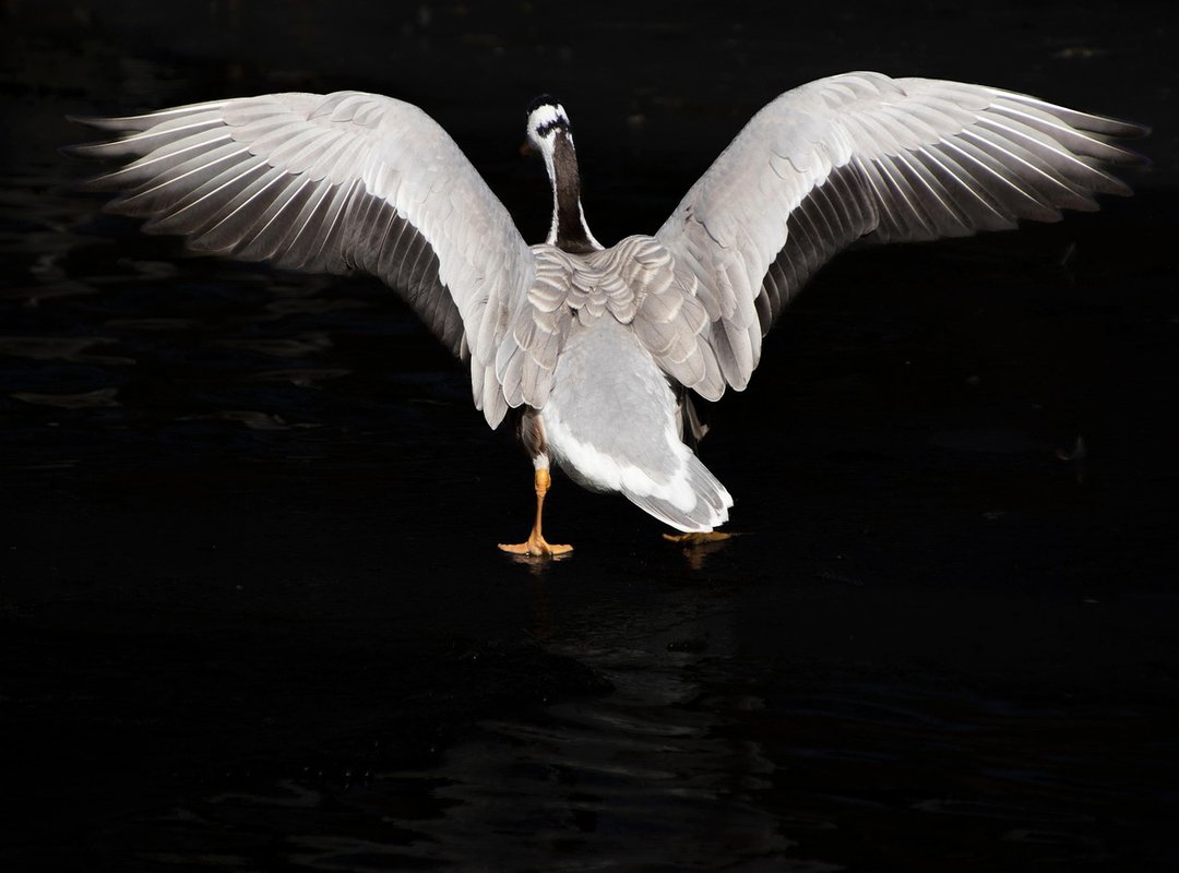 Why Can't I Full Screen My Game Marshock200 on Pc