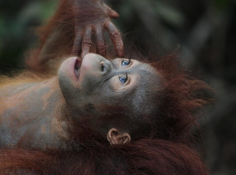 borneo 777 login