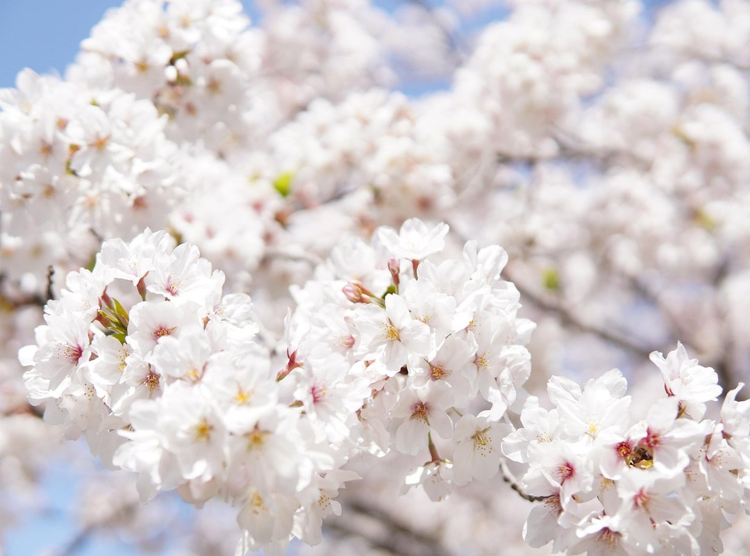 Benefits and Uses of the Sakura Banner