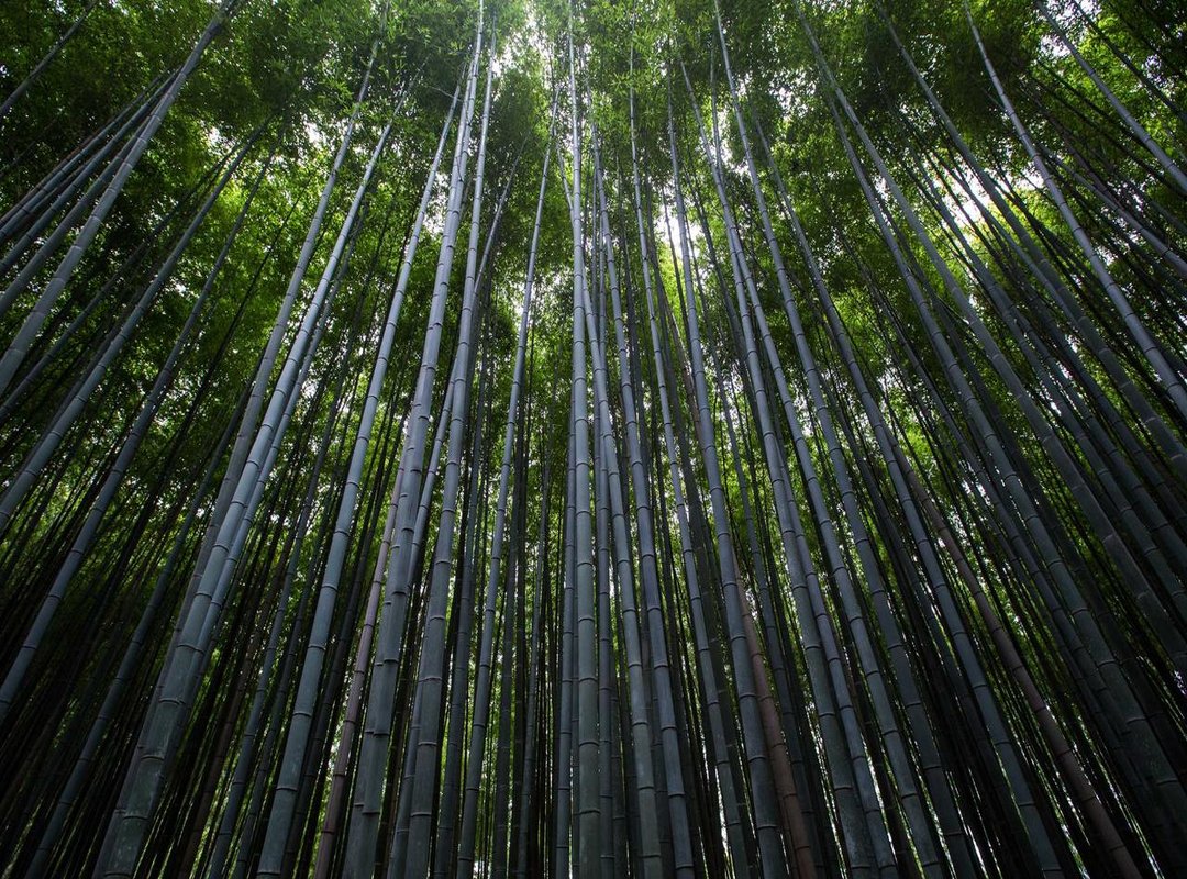 Take it to the Next Level: Animated and Dynamic Wallpapers